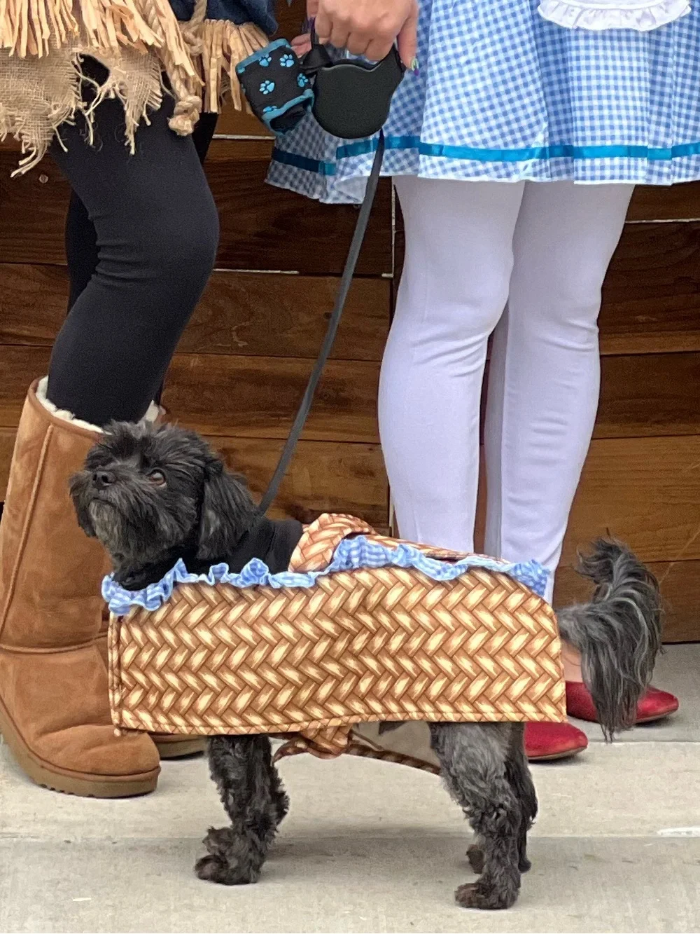 Dog Costume Basket